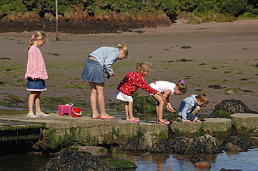 Crab fishing, Sandy Haven, Milford Haven, Pembrokeshire, Wales, UK