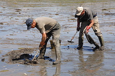 Gang of immigrant cockle pickers, Angle Bay, Milford Haven, Pembrokeshire, Wales, UK, Europe