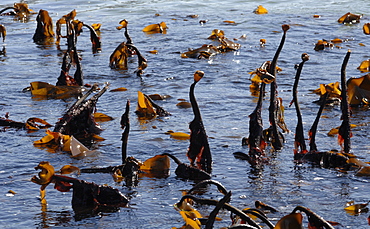 Kelp (Laminaria hyperborea) and dulse ( Palmaria Palmata) exposed at low tide, St. Brides Haven, Pembrokeshire, Wales, UK, Europe