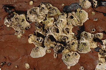 Barnacles, St. Brides Haven, Pembrokeshire, Wales, UK, Europe