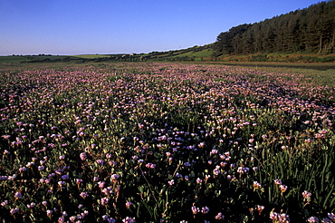 Thrift, saltmarsh, Gann estuary, Dale, Pembrokeshire