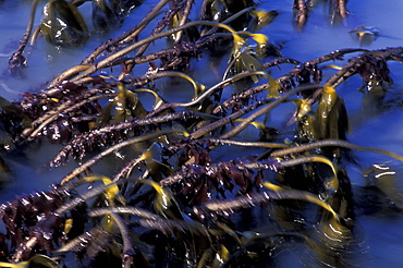 Kelp seaweed, Druidston Haven, Pembrokeshire, Wales, UK