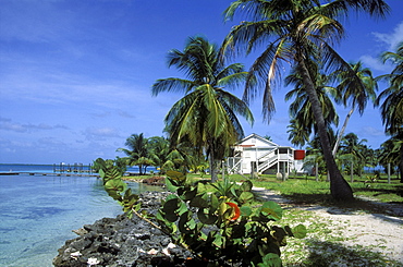 Coastal vegetation and house, South Water Cay, Belize