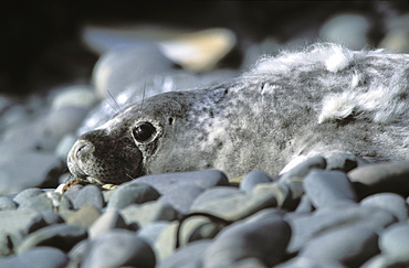 Atlantic Grey Seal pup, Halichoerus grypus, Skomer Island, Pembrokeshire, Wales, UK, Europe         (rr)