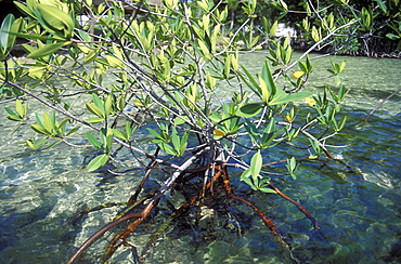 Mangrove, South Water Cay, Belize