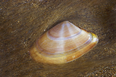 Shell on sand