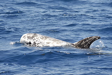 Risso's Dolphin (Grampus griseus). Azores, North Atlantic. Taken 2008