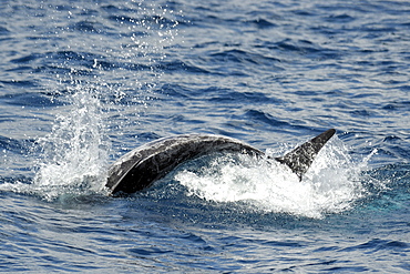 Risso's Dolphin (Grampus griseus). Azores, North Atlantic. Taken 2008