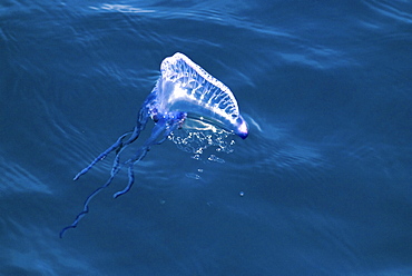 Portuguese Man 'O War (Physalia physalis) floating on the surface, Azores, North Atlantic