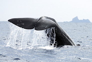 Sperm Whale (Physeter macrocephalus). Azores, North Atlantic. Taken 2008