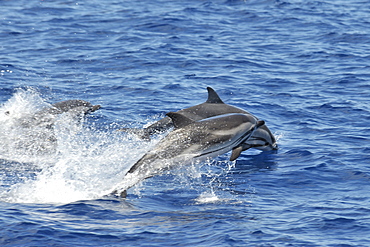 Striped Dolphin (Stenalla coeruleoalba). Azores, North Atlantic. Taken 2008