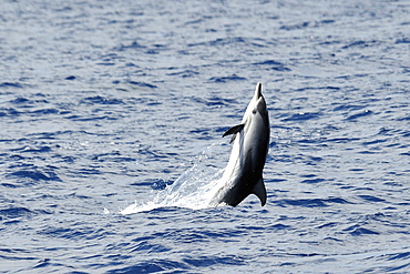 Striped Dolphin (Stenalla coeruleoalba). Azores, North Atlantic. Taken 2008