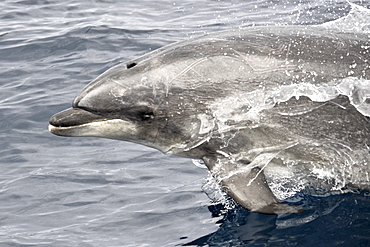 Common Bottlenose Dolphin (Tursiops truncatus). Azores, North Atlantic. Taken 2008