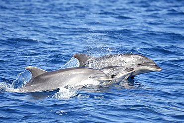 Common Bottlenose Dolphin (Tursiops truncatus). Azores, North Atlantic. Taken 2008