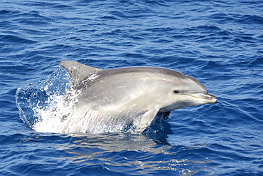 Common Bottlenose Dolphin (Tursiops truncatus). Azores, North Atlantic. Taken 2008