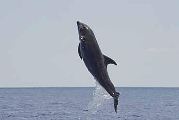 Common Bottlenose Dolphin, Tursiops truncatus, breaching high in the air, Costa Rica, Pacific Ocean.