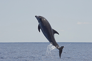 Common Bottlenose Dolphin, Tursiops truncatus, breaching high in the air, Costa Rica, Pacific Ocean.