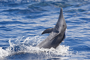 Central American Spinner Dolphin, Stenella longirostris centroamericana, spinning with small Remora attached, Costa Rica, Pacific Ocean.