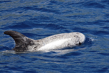 Risso's Dolphin (Grampus Griseus). Azores, North Atlantic