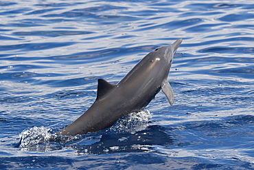 Juvenile Central American Spinner Dolphin, Stenella longirostris centroamericana, Costa Rica, Pacific Ocean.
