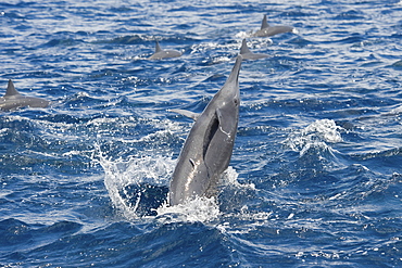 Central American Spinner Dolphin, Stenella longirostris centroamericana, spinning with very small Remora attached, Costa Rica, Pacific Ocean.