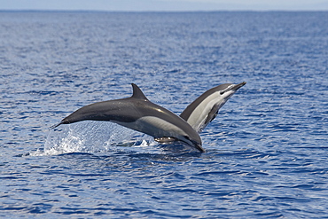 A pair of Short-beaked Common Dolphin, Delphinus delphis, porpoising, Costa Rica, Pacific Ocean.