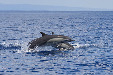 A pair of Short-beaked Common Dolphin, Delphinus delphis, porpoising, Costa Rica, Pacific Ocean.