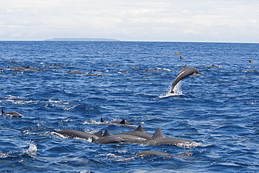 Central American Spinner Dolphins, Stenella longirostris centroamericana, this is part of a super-pod of over 2,000 individuals, Costa Rica, Pacific Ocean.