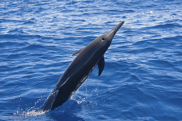Central American Spinner Dolphin, Stenella longirostris centroamericana, breaching, Costa Rica, Pacific Ocean.
