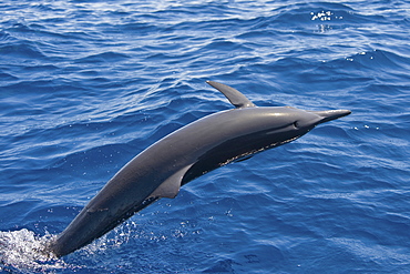 Central American Spinner Dolphin, Stenella longirostris centroamericana, breaching, Costa Rica, Pacific Ocean.