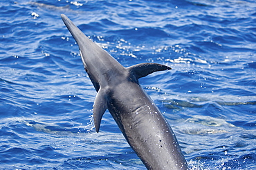 Central American Spinner Dolphin, Stenella longirostris centroamericana, spinning, Costa Rica, Pacific Ocean.