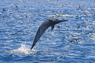 Central American Spinner Dolphin, Stenella longirostris centroamericana, spinning, Costa Rica, Pacific Ocean.