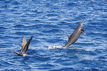 Central American Spinner Dolphin, Stenella longirostris centroamericana, breaching with small Remora attached, Costa Rica, Pacific Ocean.