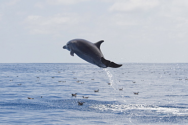 Common Bottlenose Dolphin, Tursiops truncatus, breaching, Costa Rica, Pacific Ocean.