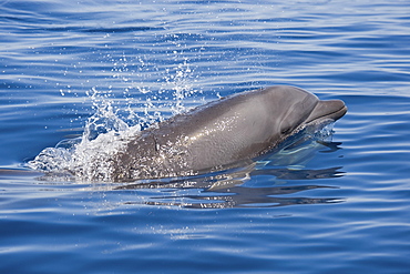 Common Bottlenose Dolphin, Tursiops truncatus, surfacing, Costa Rica, Pacific Ocean.