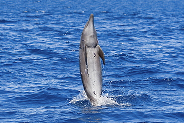 Common Bottlenose Dolphin, Tursiops truncatus, tail-walking. I counted at least 9 small Remora's on this animal, Costa Rica, Pacific Ocean.