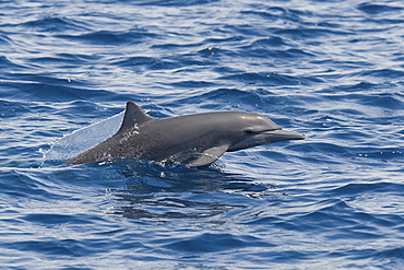 Central American Spinner Dolphin, Stenella longirostris centroamericana, calf porpoising, Costa Rica, Pacific Ocean.