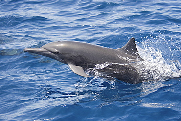 Central American Spinner Dolphin, Stenella longirostris centroamericana, porpoising, Costa Rica, Pacific Ocean.