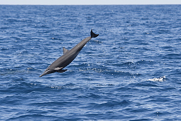 Juvenile Central American Spinner Dolphin, Stenella longirostris centroamericana, breaching, Costa Rica, Pacific Ocean.