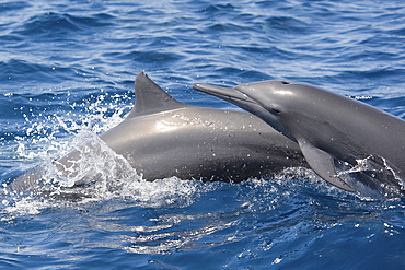 Central American Spinner Dolphins, Stenella longirostris centroamericana, porpoising, Costa Rica, Pacific Ocean.