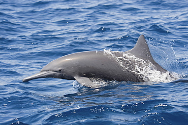 Adult Central American Spinner Dolphin, Stenella longirostris centroamericana, porpoising, Costa Rica, Pacific Ocean.