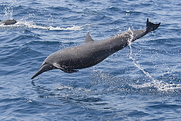 Adult Central American Spinner Dolphin, Stenella longirostris centroamericana, spinning, Costa Rica, Pacific Ocean.