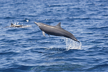 Juvenile Central American Spinner Dolphin, Stenella longirostris centroamericana, breaching, Costa Rica, Pacific Ocean.