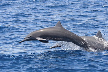 Central American Spinner Dolphins, Stenella longirostris centroamericana, porpoising, Costa Rica, Pacific Ocean.