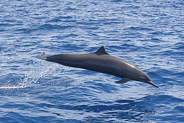 Central American Spinner Dolphin, Stenella longirostris centroamericana, porpoising at speed, Costa Rica, Pacific Ocean.