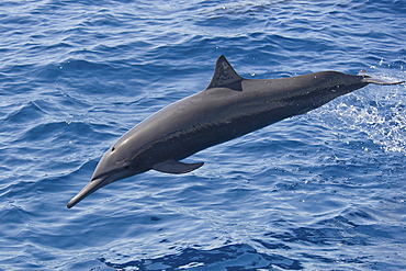 Central American Spinner Dolphin, Stenella longirostris centroamericana, porpoising, Costa Rica, Pacific Ocean.