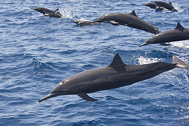 A group of Central American Spinner Dolphins, Stenella longirostris centroamericana, porpoising, Costa Rica, Pacific Ocean.