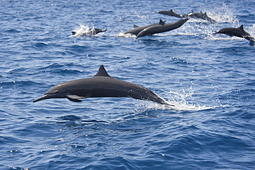 A group of Central American Spinner Dolphins, Stenella longirostris centroamericana, porpoising, Costa Rica, Pacific Ocean.