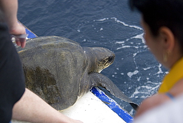 Olive RidleyTurtle freed from discarded fishing gear. Azores, North Atlantic