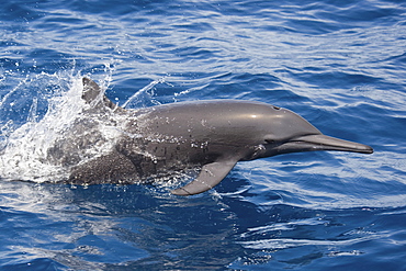 Central American Spinner Dolphin, Stenella longirostris centroamericana, porpoising, Costa Rica, Pacific Ocean.